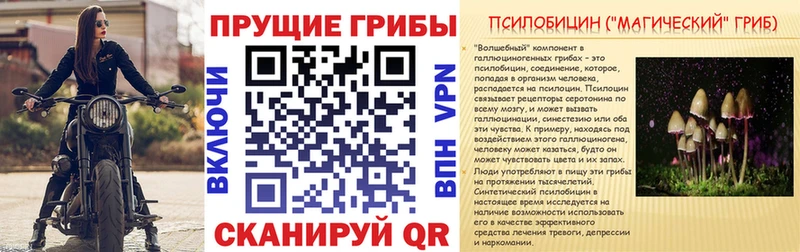 Купить закладки  Асино  Псилоцибиновые грибы GOLDEN TEACHER 